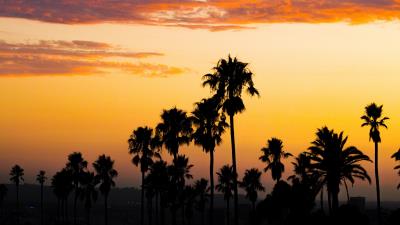Palm trees sunset clouds image 4k wallpaper