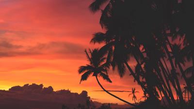 Palm trees sunset clouds 4k wallpaper