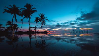 Palm trees sunset ocean 4k wallpaper