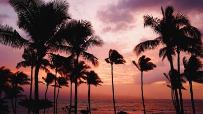 Palm trees sunset sea 4k wallpaper