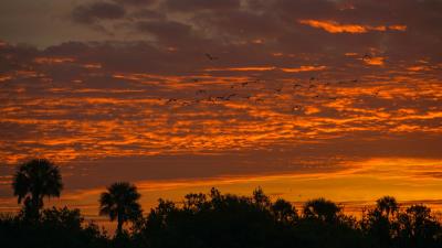 Palm trees sunset sky image 4k wallpaper