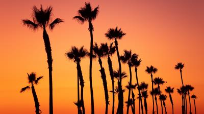 Palm trees sunset sky 4k wallpaper