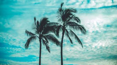 Palm trees tops sky 4k wallpaper