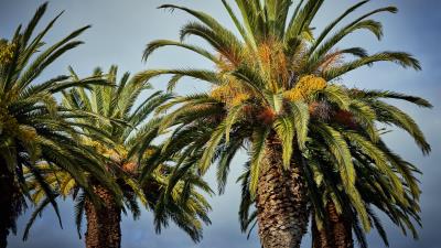 Palm trees tree leaves 4k wallpaper