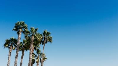 Palm trees tree sky 4k wallpaper