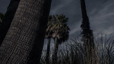 Palm trees trees grass 4k wallpaper