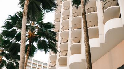 Palm trees trees plants 4k wallpaper