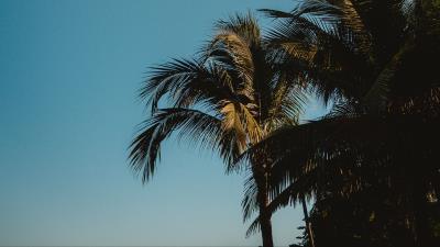 Palm trees treetops branches 4k wallpaper