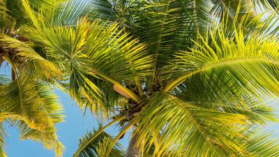 Palm trees trunk branches 4k wallpaper