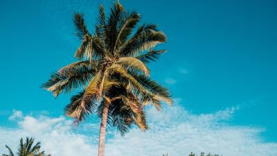 Palm tropics summer 4k wallpaper