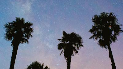 Palms trees starry sky image 4k wallpaper