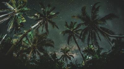 Palms trees starry sky 4k wallpaper