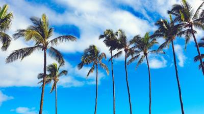 Palms trees summer sky 4k wallpaper