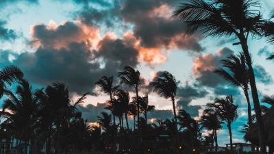 Palms wind clouds 4k wallpaper
