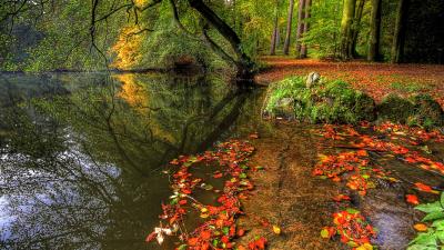 Park autumn leaves pond trees plate 4k wallpaper