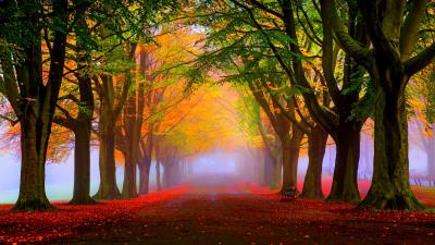 Park fall fog foliage trees 4k wallpaper