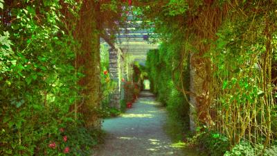 Passage overgrown flowers 4k wallpaper