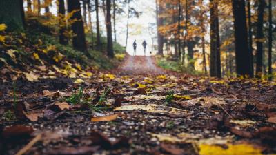 Path autumn nature 4k wallpaper