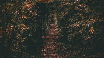 Path autumn trees foliage 4k wallpaper