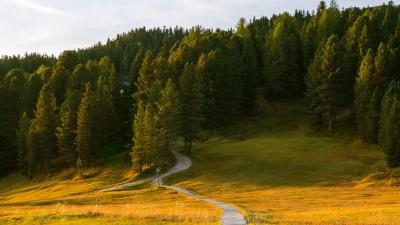 Path field forest 4k wallpaper