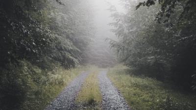 Path forest fog image 4k wallpaper