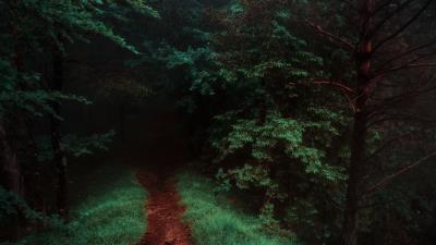 Path forest fog 4k wallpaper