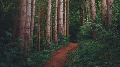 Path forest pines 4k wallpaper