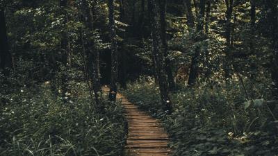 Path forest wooden 4k wallpaper