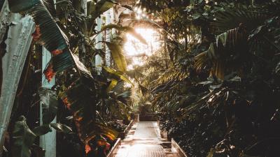 Path greenhouse plants 4k wallpaper