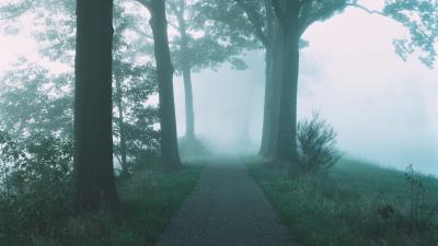 Path trees fog image 4k wallpaper
