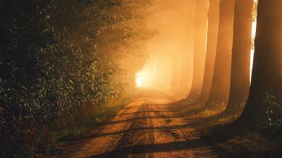 Path trees fog 4k wallpaper