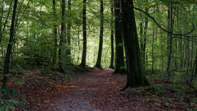 Path trees forest image 4k wallpaper