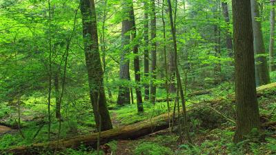 Path trees forest 4k wallpaper