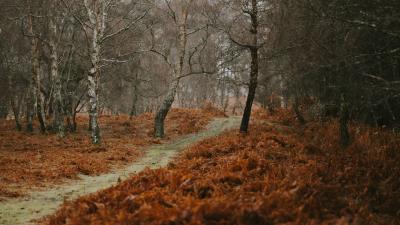 Path trees nature 4k wallpaper