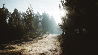 Path trees sunlight image 4k wallpaper