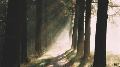 Path trees sunlight 4k wallpaper