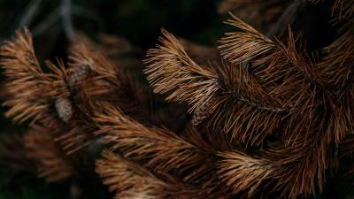 Pine branch dry 4k wallpaper