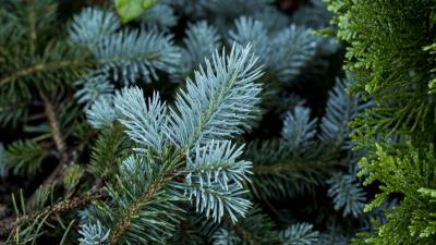 Pine branch thorny plants 4k wallpaper