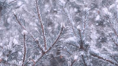 Pine branches snow 4k wallpaper