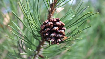 Pine cone pine branch 4k wallpaper