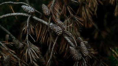 Pine cones branches 4k wallpaper