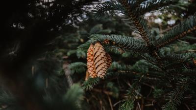 Pine cones needles image 4k wallpaper