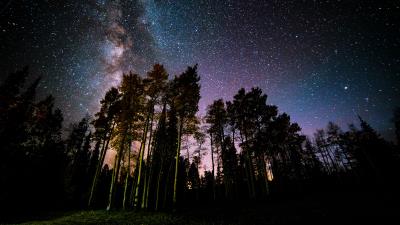 Pine forest starry sky 4k wallpaper