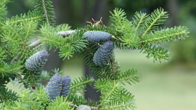 Pine needles pine cones tree branches 4k wallpaper