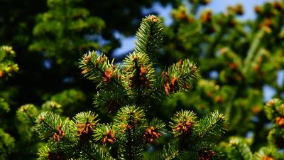 Pine pine needles branches thorns 4k wallpaper
