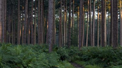 Pines fern grass 4k wallpaper