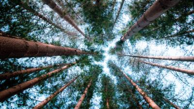 Pines trees sky 4k wallpaper