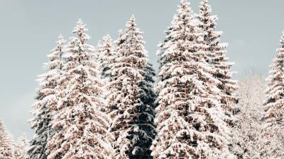 Pines trees snow 4k wallpaper