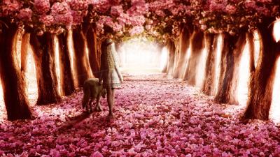 Pink flowers path 4k wallpaper