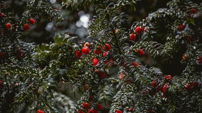 Plant berries red 4k wallpaper